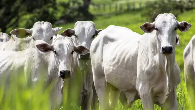 Raza Nelore, al mando del ranking de faena por año