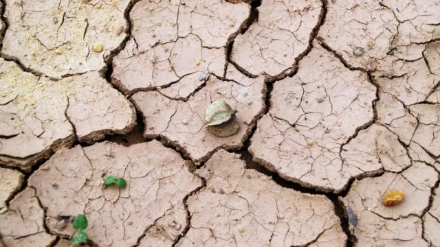 Sector primario es el más afectado por altas temperaturas