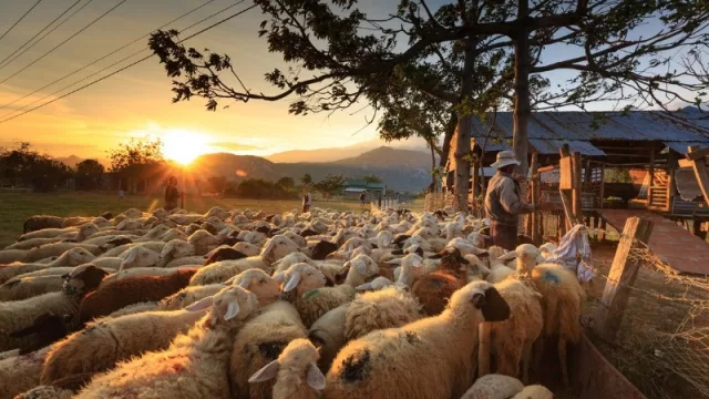 Empresarios extranjeros invertirían US$ 250 millones en agroganadería paraguaya