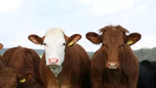 Lo que se viene en 2019: eventos ganaderos más importantes