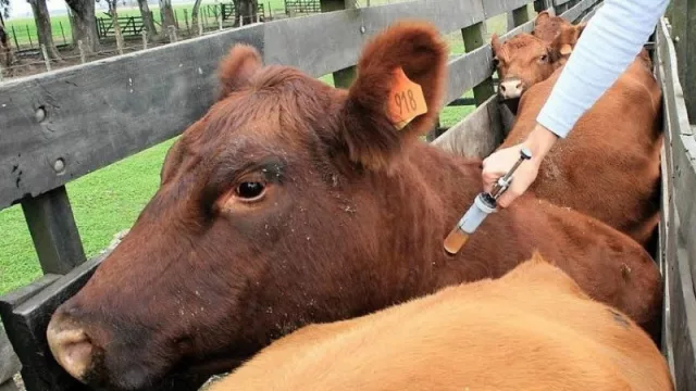 “Paraguay cierra el 2018 bien posicionado en materia de sanidad animal”