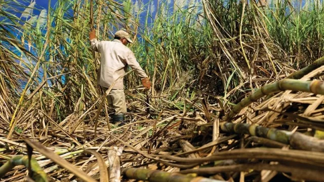 Una experiencia entre el azúcar y el comercio justo