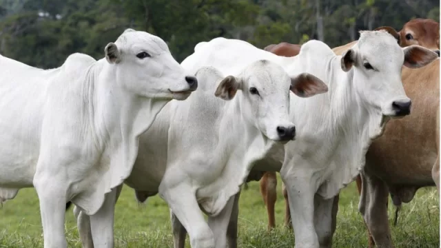 Créditos ganaderos a la medida de cada productor