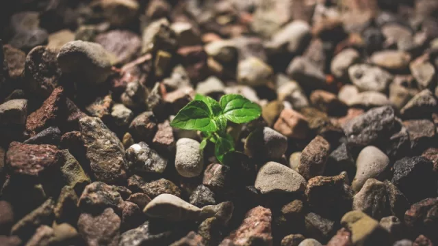 Capital semilla para incentivar inversiones de emprendedores