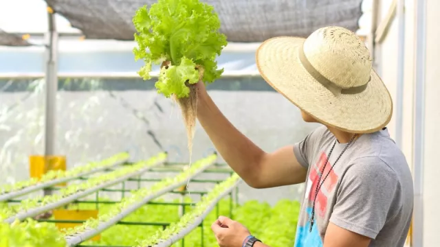 Hidroponía: cuando no hace falta suelo para cultivar