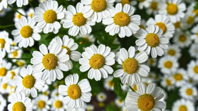 Exportación de plantas medicinales tiene un futuro prometedor