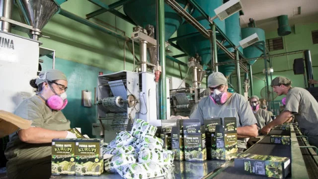 Primera procesadora certificada exporta 1.5 toneladas de yerba medicinal por año