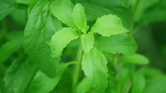 100% paraguaya: stevia con certificación de denominación de origen