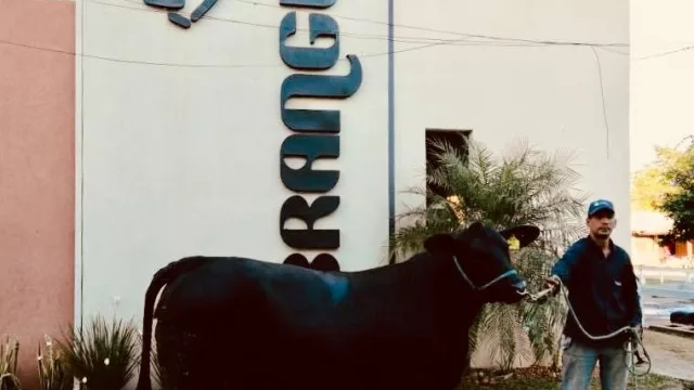 Brangus aporta genética de peso a la Expo