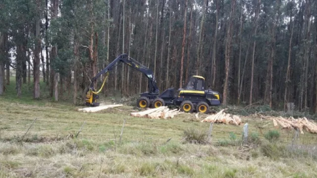 Crecerá la producción de celulosa en Uy (de la mano de Teyma Forestal y UPM)
