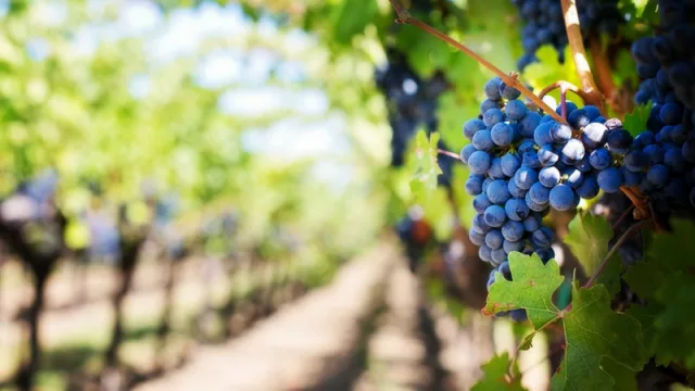 Para obtener un excelente vino debemos contar con un excelente viñedo