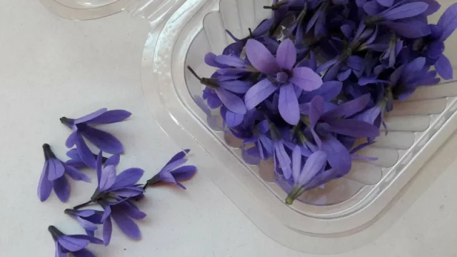 La granja está ubicada en Itauguá, Ruta 2 Km25 Callejón San Roque 177.