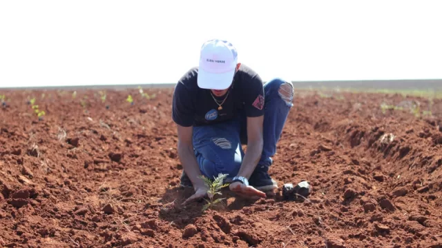 Más de 50 mil árboles plantados por campaña de reforestación