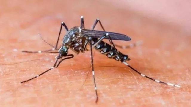 La lucha contra el dengue