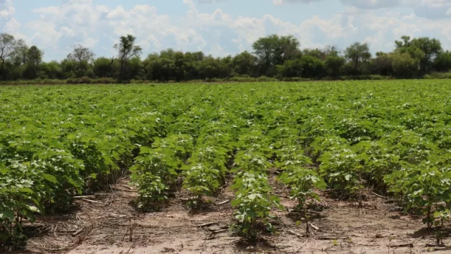 Ya camina la principal plataforma de negocios del Chaco Sudamericano