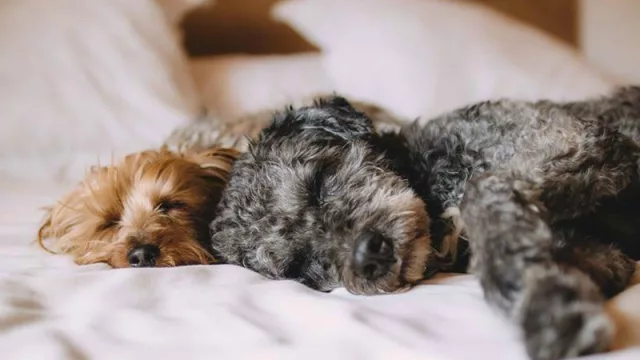 El Airbnb para mascotas, una alternativa uruguaya a los pensionados para estas vacaciones