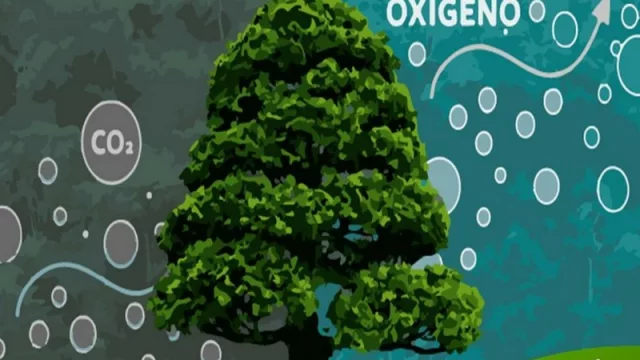 Esta marca reforestó 70.000 árboles en la Reserva Natural Morombi