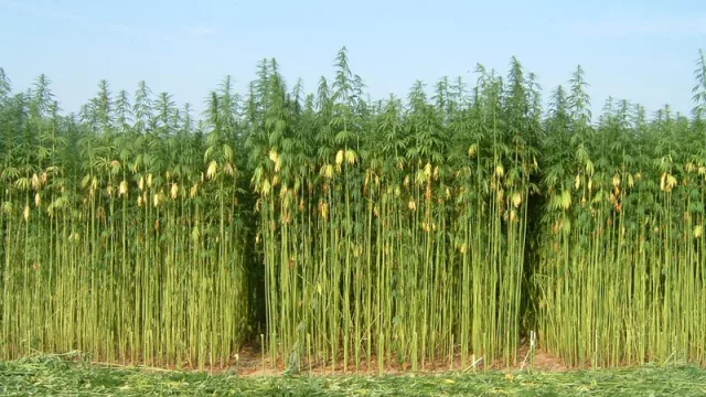 El lado C de la ley de la marihuana: ni la droga, ni la medicina, el negocio es el cáñamo