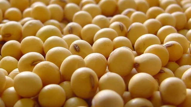 Industrias extranjeras se fortalecen con materia prima nacional