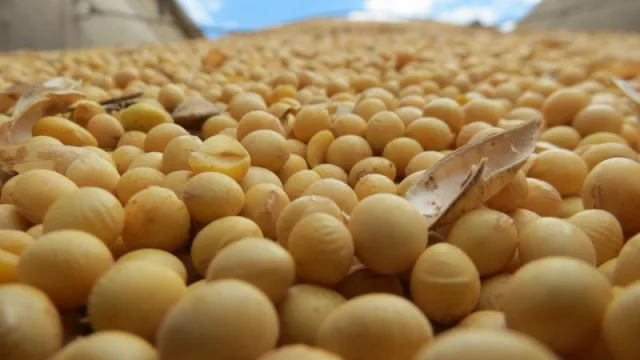 Las aceiteras cerrarán 2017 con leve caída del volumen procesado