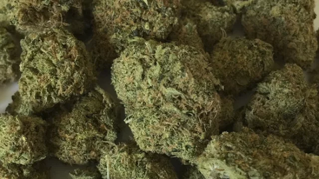 Punta del Este tendrá su primer evento oficial sobre cannabis