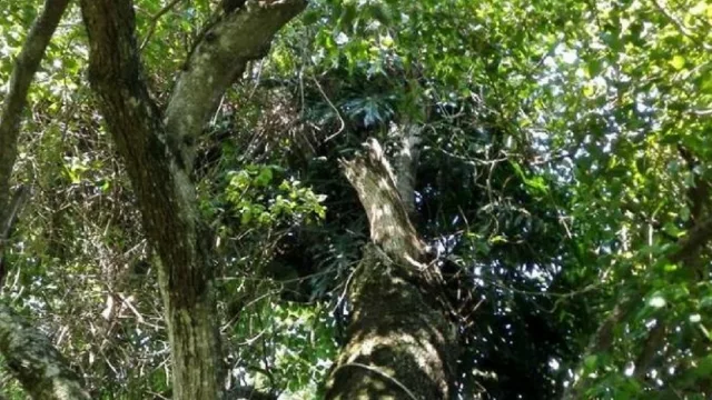 “Elegí Verde”, la nueva campaña de Unilever, A Todo Pulmón y Supermercados Real