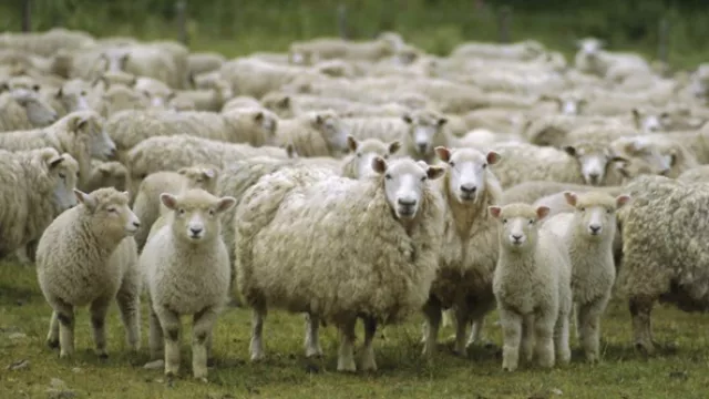 UY se desarrolló y EEUU cumplió: el mes que viene se exportarán 3.000 cabezas de ovinos con hueso