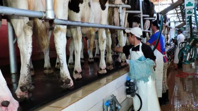 Implementan sistema para incrementar el bienestar animal (y su impacto en la producción de leche)