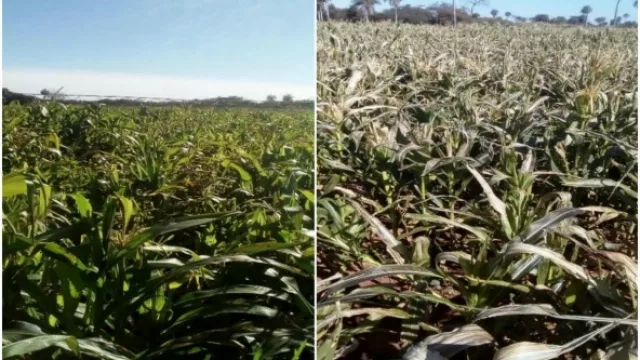 Pérdida de cultivos por heladas es mitigada gracias a proyecto financiado por CONACYT
