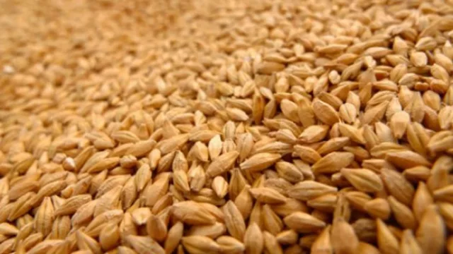 Harina no subirá de precio ante pérdidas por heladas