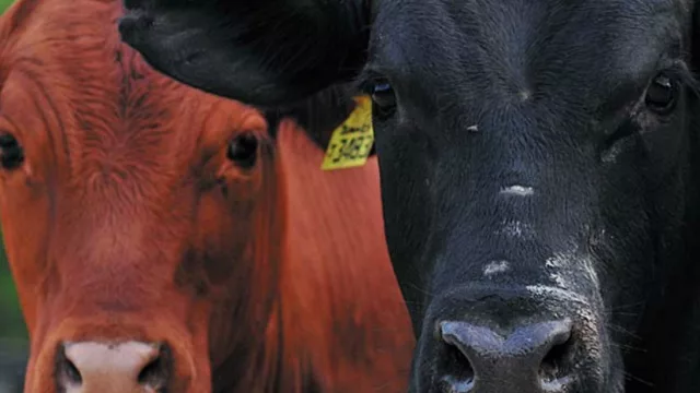 Se faenaron 1.045.000 cabezas de ganado durante el primer semestre, según Petengill