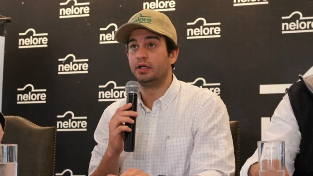 Nelore también aumentará su cantidad de animales en la EXPO 2017