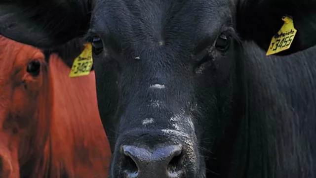 Brangus quiere superar su volumen de negocio en la EXPO 2017 (+ del 15%)