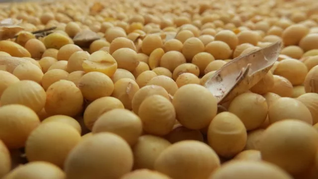 El rubro de las oleaginosas cae un 10% en abril