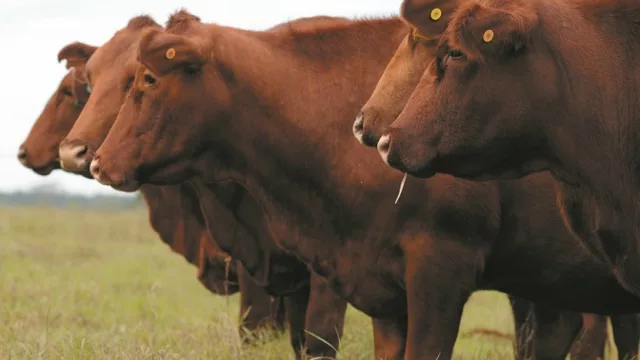 Alta demanda de terneros Brangus insta a realizar importante feria