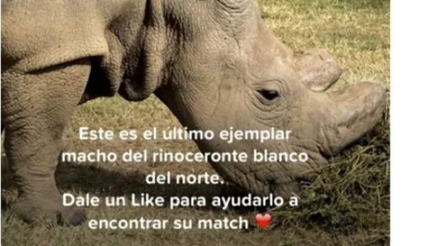 Ol Pejeta Conservancy se asoció con Tinder para salvar al rinoceronte blanco