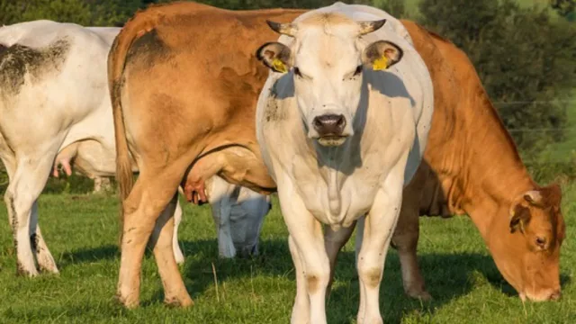 La AFD autorizó el desembolso de USD 380 M para proyectos de gran escala