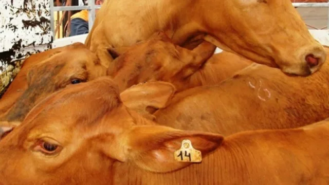 ¿Cómo nos metimos en el ranking de los mayores exportadores de carne?