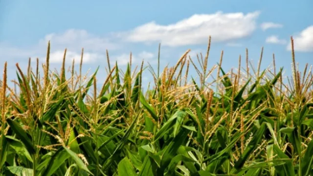 México considera la importación de maíz libre de aranceles de Brasil y Argentina