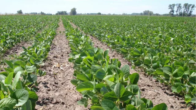 Un respiro para los productores uruguayos de soja (gracias al BSE)