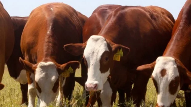 INCKA construirá un frigorífico modelo en su zona (con USD 50.000.000 de inversión)