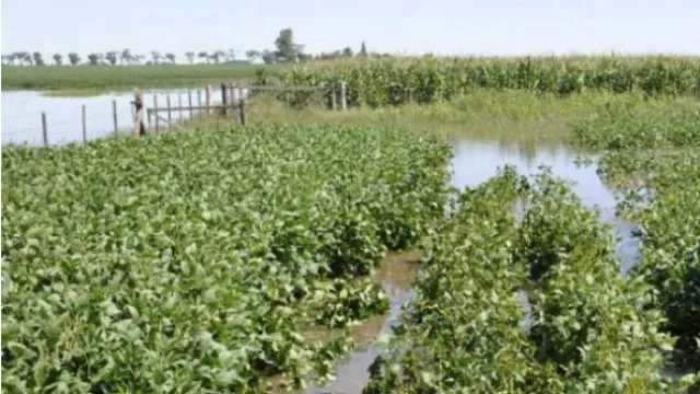 La soja se acerca a los US$ 400 por el avance de las inundaciones en Argentina