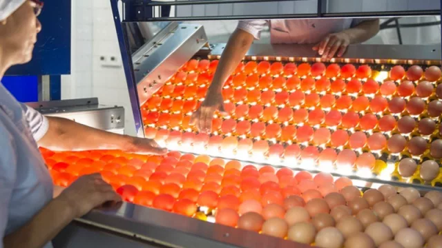 Una Eggxperience única: conocé todo acerca del mundo Nutrihuevos