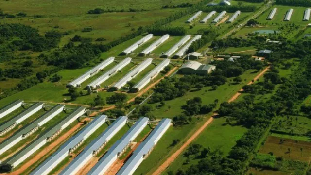 Las Tacuaras S.A. cuenta con una planta modelo.