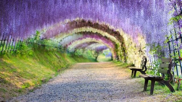 El Kawachi Fuji Gardens se encuentra a 5 horas en tren desde Tokio.