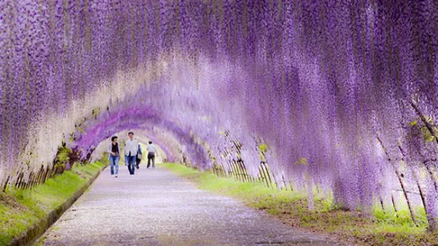 El túnel de flores colgantes puede ser disfrutado únicamente en el Kawachi Fuji Gardens.