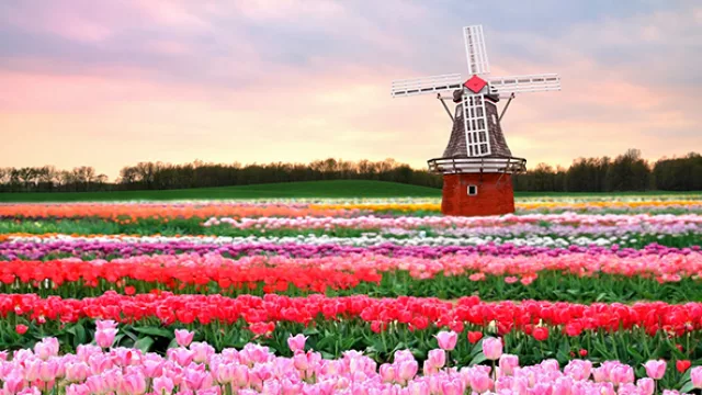 Keukenhof es el mayor jardín de flores del mundo.