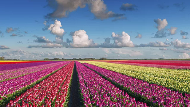 Keukenhof es un parque que cuenta con más de 7 millones de flores.