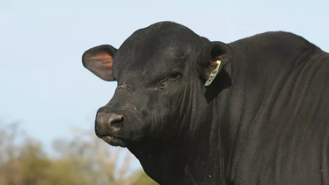 Brangus Paraguay apoya la reactivación de la Expo Misiones 2016