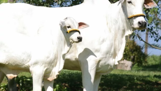 En su mejor momento: El 39% de bovinos tipificados a Chile son de la raza Nelore